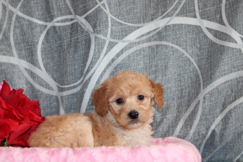puppy, for, sale, Mini Golden Doodle F1B, Matthew B. Stoltzfus, dog, breeder, Gap, PA, dog-breeder, puppy-for-sale, forsale, nearby, find, puppyfind, locator, puppylocator, aca